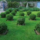 Fresh Wintergreen Boxwood Heirloom Perennial Ornamental Shrubs Seeds 50 eeds