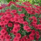 Fresh Dendranthema Grandiflorum Groud cover Chrysanthemum Flower 250 seeds