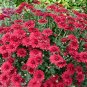 Fresh Dendranthema Grandiflorum Groud cover Chrysanthemum Flower 250 seeds