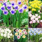 Fresh Narcissus Flower Mixed 6 Colors Seeds