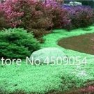 Fresh Creeping Thyme Plants Green Rock CRESS Plants Seeds