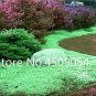 Fresh Creeping Thyme Plants Green Rock CRESS Plants Seeds