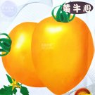 Fresh Tomato Yellow Beef Heart Vegetable Seeds 200 seeds indeterminate big fruits