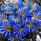 Fresh 100Pcs Exotic Rainbow Oxalis Seed Versicolor Flower Seed Clover Plants