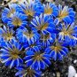 Fresh 100Pcs Exotic Rainbow Oxalis Seed Versicolor Flower Seed Clover Plants