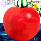 Fresh Tomato Giant Pinkish Red Jingdu No.1 Vegetable Seeds 5grams indeterminate growth
