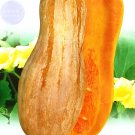 Fresh Sweet Pumpkin Seeds 5 packs 25 seeds/pack long yellow vegetables high yield