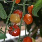 Fresh Bright Red Strawberry shaped Tomato Seeds 100 seeds indeterminate growth