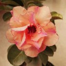 Fresh Adenium Orange Petals Light Purple Stripes Flower 2 Seeds 3 layer