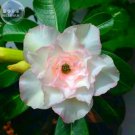 Fresh Adenium Whitish Light Water Pink Petals Flower 2 seeds 6 layer desert rose