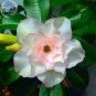 Fresh Adenium Whitish Light Water Pink Petals Flower 2 seeds 6 layer desert rose