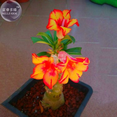 Fresh Adenium Fire Orange Petals Red Stripes Edge Flower 2 Seeds