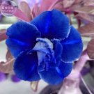 Fresh Adenium Dark Blue White Petals Flower 2 seeds 2 layer