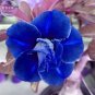 Fresh Adenium Dark Blue White Petals Flower 2 seeds 2 layer