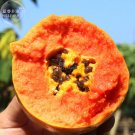 Fresh Hainan Red Papaya Green Skin Fruit Seeds 6 seeds tasty big pawpaw