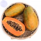 Fresh Yellow Papaya Yellow Skin Fruit Seeds 6 seeds tasty sweet giant pawpaw tree