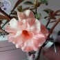 Fresh Adenium Light Orangish Pink Flower Seeds 2 seeds 3 layer desert rose