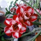 Fresh Adenium Dark Red White Flower Seeds 2 seeds 2 layer desert rose perennial