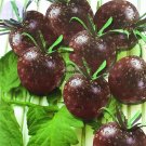 Fresh Black Pearl Bright Black Round Cherry Tomato Seeds 20 seeds right tasty sweet