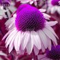 Fresh Echinacea White Petals Purple Centre Perennial Flower 30 Seeds big blooms