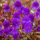 Fresh Echinacea Purple Ladies Flower Seeds 30 seeds big blooms compact coneflower