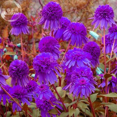 Fresh Echinacea Purple Ladies Flower Seeds 30 seeds big blooms compact coneflower