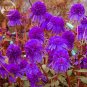 Fresh Echinacea Purple Ladies Flower Seeds 30 seeds big blooms compact coneflower