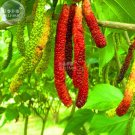 Fresh BELLFARM Big Long Mulberry Fruit Tree 50 Seeds dark red edible fruits E3766