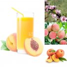 Fresh Sweet Prunus Persica Dwarf Peach Tree Fruit Seeds 5 seeds yellow red skin