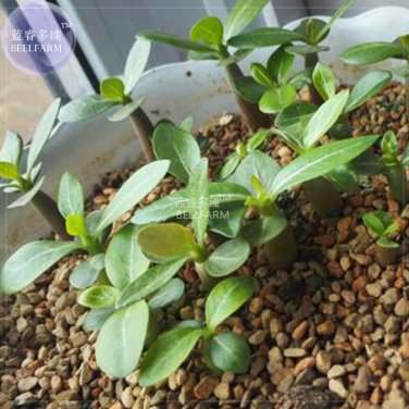 Fresh Adenium White Petals with Blue Edge Flower Seeds 2 seeds 4 layer flowers