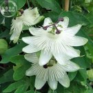 Fresh Passiflora Purely White Flower Seeds 30 seeds hybrid passion fruits flowers