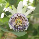 Fresh Passiflora actinia Flower 30 Seeds white outer petals colorful
