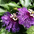 Fresh Passiflora Temptation Flower Seeds 30 seeds deep violet blossoms