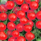 Fresh Tomato Family Seeds Over 20 Varities of FruitYour Choose 200 seeds vegetables