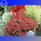 Fresh Nemesia Strumosa Danish Flag Flower Seeds 30 Seeds red white flowers