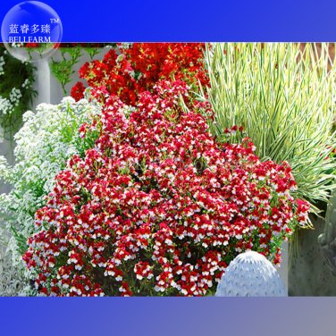 Fresh Nemesia Strumosa Danish Flag Flower Seeds 30 Seeds red white flowers