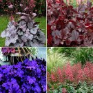 Fresh Heuchera Mixed Seeds
