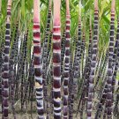 Fresh Black Sugarcane Subtropics Seeds 100 seeds sweet juicy saccharum sugar cane
