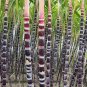 Fresh Black Sugarcane Subtropics Seeds 100 seeds sweet juicy saccharum sugar cane
