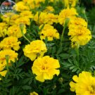 Fresh Yellow French Marigold Seeds 50 seeds maidenhair tagetes patula compact flowers
