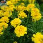 Fresh Yellow French Marigold Seeds 50 seeds maidenhair tagetes patula compact flowers