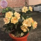 Fresh Golden Wavy Petals Light Pink Edge Desert Rose Flower 2 Seeds 3 layer adenium