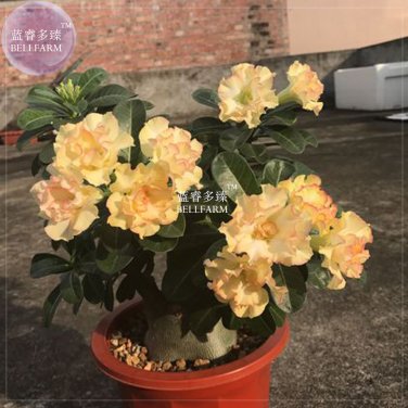 Fresh Golden Wavy Petals Light Pink Edge Desert Rose Flower 2 Seeds 3 layer adenium