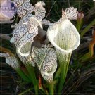 Fresh BELLFARM White Nepenthes Seeds 5 seeds professional pack heirloom pitcher