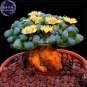 Fresh Lithops Hybrid Seeds 10 eeds professional pack kaktus like living tones