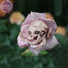 Fresh BELLFARM The Death Rose seeds 100 seeds professional pack