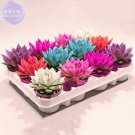 Fresh Colorful Echereria Mixed Seeds 100 seeds professional pack potted succulent