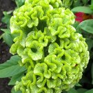 Fresh Cockscomb Green Seeds