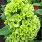 Fresh Cockscomb Green Seeds