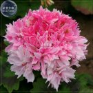 Fresh Geranium Rose Red Light Pink Flowers with Sharp Corner Seeds(no soil) 10 Pcs